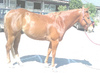 13-SpanishRedQHPepperGanzes Pferd
